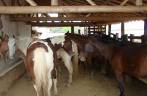 Cavalos da Fazenda serra das Bicas em Carrancas - MG