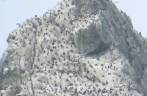 Centenas de pássaros repousam em Shag Rocks, rochedos em alto mar, entre Falkland e Geórgia do Sul Centenas de pássaros repousam em Shag Rocks, rochedos em alto mar, entre Falkland e Geórgia do Sul