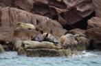 Colônia de leões-marinhos na ilha de Espíritu Santo, região de La Paz, na Baja California - México