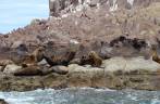 Colônia de leões-marinhos na ilha de Espíritu Santo, região de La Paz, na Baja California - México