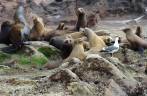 Colônia de leões-marinhos na ilha de Espíritu Santo, região de La Paz, na Baja California - México