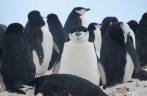 Colônia de pinguins chinstrap em Half Moon Island, na Antártida