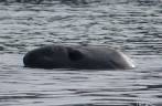 Com apenas a cabeça fora d'água, um elefante-marinho nada na baÃa de Gold Harbour, na Geórgia do Sul Com apenas a cabeça fora d'água, um elefante-marinho nada na baÃa de Gold Harbour, na Geórgia do Sul
