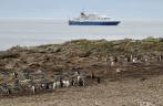 Com o Sea Spirit ao fundo, temos nosso primeiro contato com pinguins gentoo, em Steeple Jason, no noroeste das Ilhas Malvinas