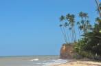 Coqueiros em falésia na Barra do Cahy, em Cumuruxatiba - BA