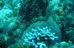 Corais, no Hangover Reef, na costa de Statia - Caribe