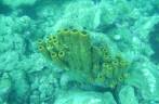 Coral amarelo em mergulho em Speyside - Tobago