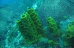Coral esponjoso em mergulho em Speyside - Tobago