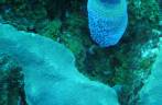 Coral luminescente, no Hangover Reef, na costa de Statia - Caribe