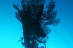 Coral negro na ponta do mastro do naufrágio Charlie Brown, na costa de Statia - Caribe
