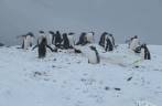 Cruzando com um grupo de pinguins gentoo pouco antes de chegarmos a Stromness, na Geórgia do Sul Cruzando com um grupo de pinguins gentoo pouco antes de chegarmos a Stromness, na Geórgia do Sul