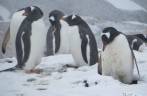 Cruzando com um grupo de pinguins gentoo pouco antes de chegarmos a Stromness, na Geórgia do Sul Cruzando com um grupo de pinguins gentoo pouco antes de chegarmos a Stromness, na Geórgia do Sul