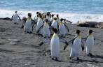 Cuidadosamente, grupo de pinguins rei atravessa o território dos elefantes-marinhos na praia de Gold Harbour, na Geórgia do Sul Cuidadosamente, grupo de pinguins rei atravessa o território dos elefantes-marinhos na praia de Gold Harbour, na Geórgia do Sul