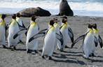 Cuidadosamente, grupo de pinguins rei atravessa o território dos elefantes-marinhos na praia de Gold Harbour, na Geórgia do Sul Cuidadosamente, grupo de pinguins rei atravessa o território dos elefantes-marinhos na praia de Gold Harbour, na Geórgia do Sul