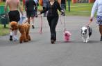 Defile de cães no Parque Barigui, em Curitiba - PR Defile de cães no Parque Barigui, em Curitiba - PR