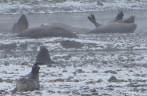 Elefantes e lobos-marinho ocupam as ruÃnas de Stromness, antiga estação baleeira na Geórgia do Sul Elefantes e lobos-marinho ocupam as ruÃnas de Stromness, antiga estação baleeira na Geórgia do Sul