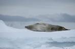 Encontrando uma foca crabeater sobre bloco de gelo em Kinnes Cove, na Antártida