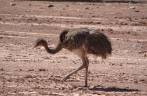 Encontro com o Ñandú, equivalente à nossa ema, no Parque Nacional Talampaya, na Argentina Encontro com o Ñandú, equivalente à nossa ema, no Parque Nacional Talampaya, na Argentina