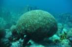 Enorme coral-cérebro em Speyside - Tobago