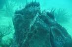 Enorme esponja em mergulho em Speyside - Tobago
