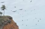 Enorme revoada de Urubus na Barra do Cahy, em Cumuruxatiba - BA