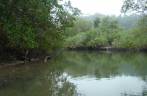 Entrando na região de mangue do Saco do Mamanguá, região de Parati - RJ