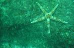 Estrela do mar no mergulho na Laje de Santos - SP