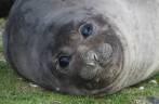 Filhote de elefante-marinho em St Andrews Bay, na Geórgia do Sul Filhote de elefante-marinho em St Andrews Bay, na Geórgia do Sul