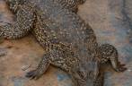 Filhote de jacaré em criadero na Isla de la Juventud, em Cuba