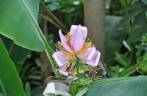 Flor no Jardim Botânico, em Curitiba - PR Flor no Jardim Botânico, em Curitiba - PR