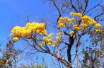 Flores no cerrado, no Parque Nacional de Brasília, também conhecido como Água Mineral Flores no cerrado, no Parque Nacional de Brasília, também conhecido como Água Mineral
