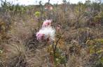 Flôr do Cerrado, na Serra do Espinhaço - MG