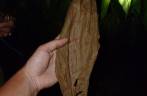 Folha de tabaco já seca para ser enrolada em charuto, em Pinar del Rio, no oeste de Cuba Folha de tabaco já seca para ser enrolada em charuto, em Pinar del Rio, no oeste de Cuba