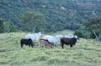 Gado na descida do Pico do Papagaio no Vale do Matutu - MG