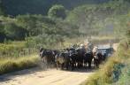 Gado no meio da estrada em São Thomé das Letras - MG