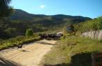 Gado no meio da estrada em São Thomé das Letras - MG