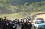 Gado no meio da estrada em São Thomé das Letras - MG