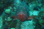 Garoupa com cara de brava, no Hangover Reef, na costa de Statia - Caribe