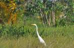 Garça na Península do Maraú - BA