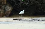 Garça se refresca na Praia Preta, na Ilha Grande - RJ