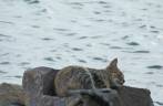 Gato descansa tranquilamente à beiramar, em Pigeon Island, parque próximo à Rodney Bay, norte de Santa Lúcia Gato descansa tranquilamente à beiramar, em Pigeon Island, parque próximo à Rodney Bay, norte de Santa Lúcia