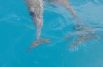 Golfinhos acompanham nosso barco em Fernando de Noronha - PE Golfinhos acompanham nosso barco em Fernando de Noronha - PE