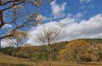 Grupo de Ipês, na Serra do Intendente, em Tabuleiro - MG