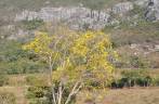 Ipê na Serra do Espinhaço - MG