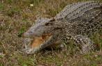 Jacarés maiores no criadero na Isla de la Juventud, em Cuba