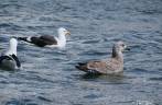 Kelp gulls nadam ao nosso lado enquanto fazemos caiaque em Ocean Harbour, na Geórgia do Sul Kelp gulls nadam ao nosso lado enquanto fazemos caiaque em Ocean Harbour, na Geórgia do Sul