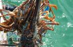 Lagostas fresquinhas na Isla de la Juventud, em Cuba