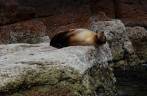 Leão-marinho preguiçoso na ilha de Espíritu Santo, região de La Paz, na Baja California - México