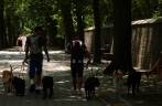 Levando cães para passear no Central Park, em Nova Iorque, nos Estados Unidos Levando cães para passear no Central Park, em Nova Iorque, nos Estados Unidos