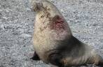 Lobo-marinho sangrando depois de briga com outro lobo em praia de Prion Island, na Geórgia do Sul